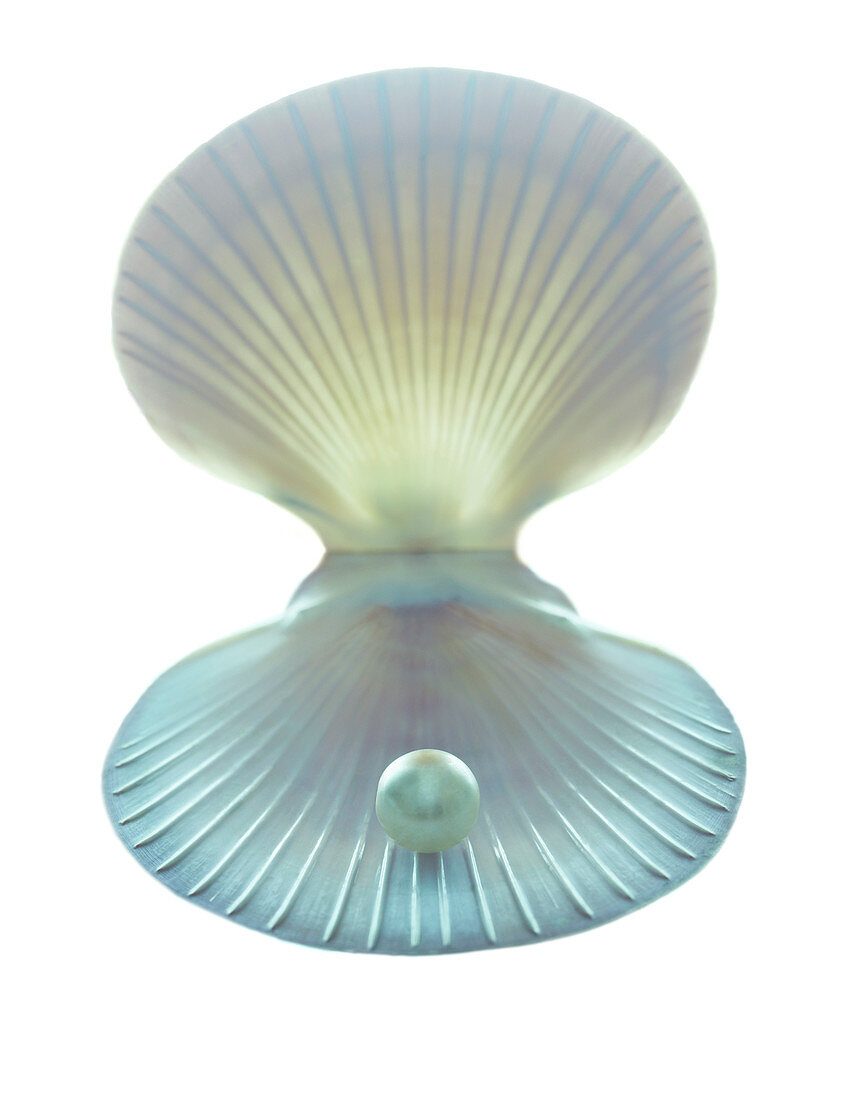Scallop shell and pearl