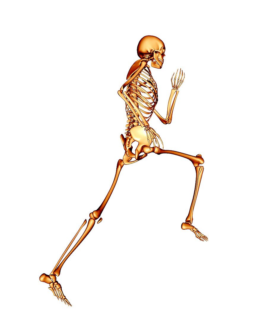 Skeleton running
