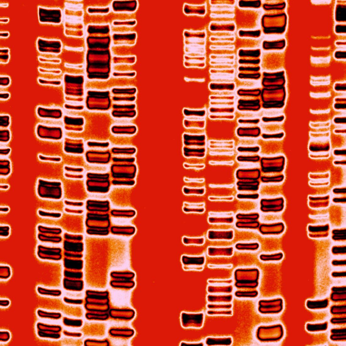 DNA autoradiogram,artwork