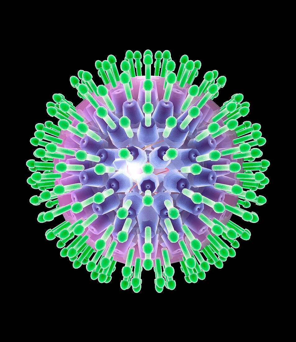 Herpes virus particle,artwork