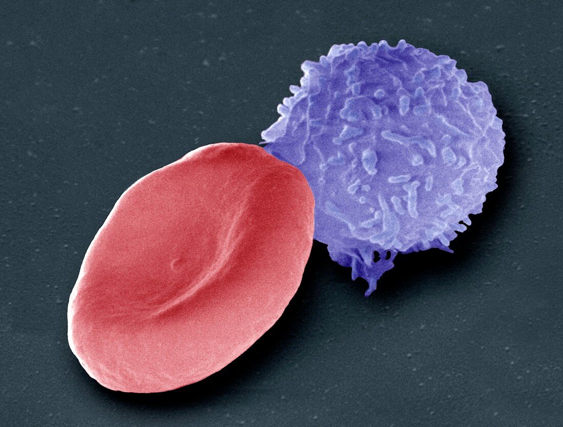 Blood cells,SEM