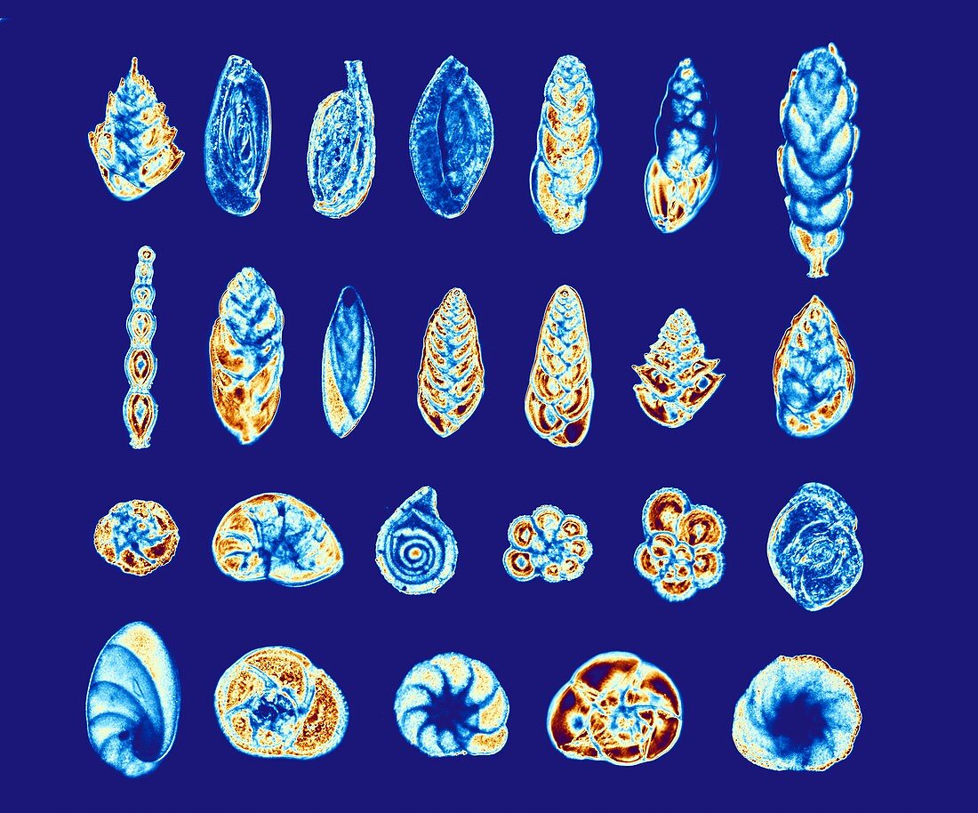 Foraminiferans,light micrograph