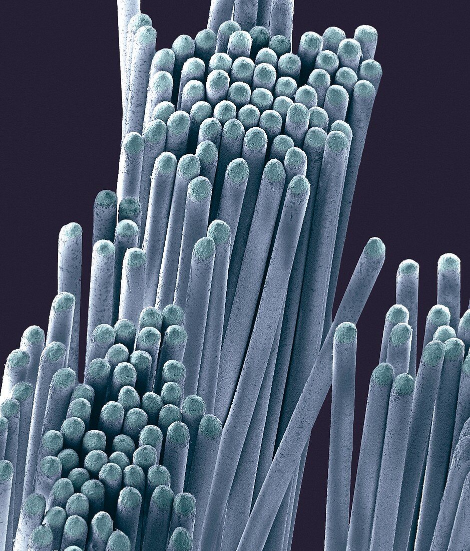 Toothbrush bristles,SEM