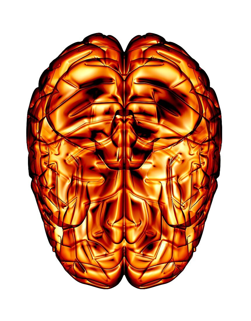 Human brain,artwork