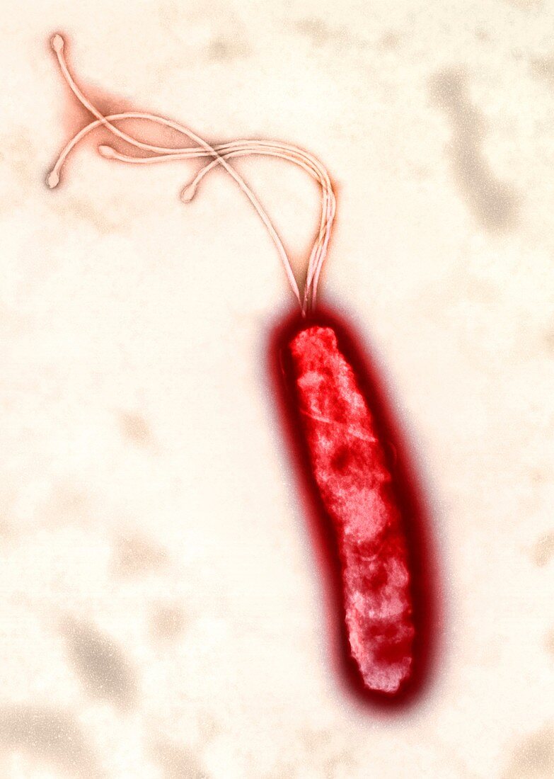 Helicobacter pylori bacterium,TEM