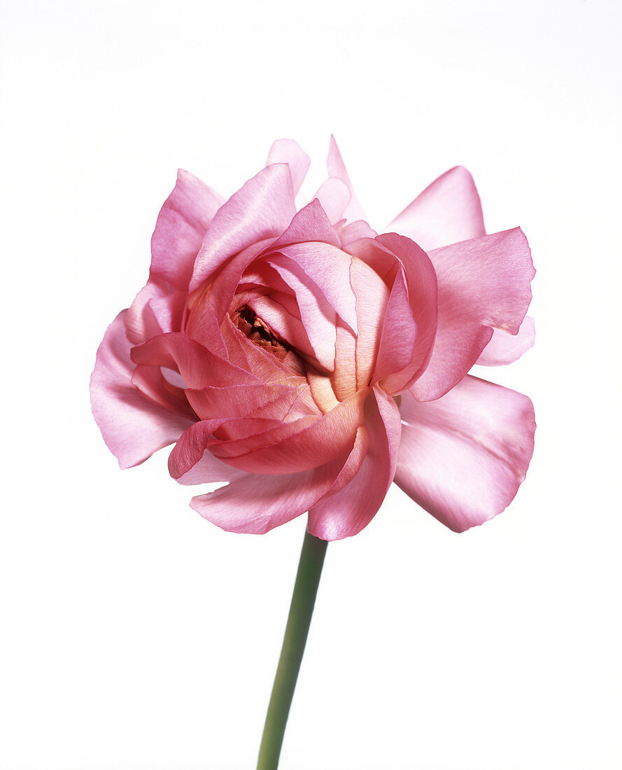 Persian buttercup (Ranunculus asiaticus)