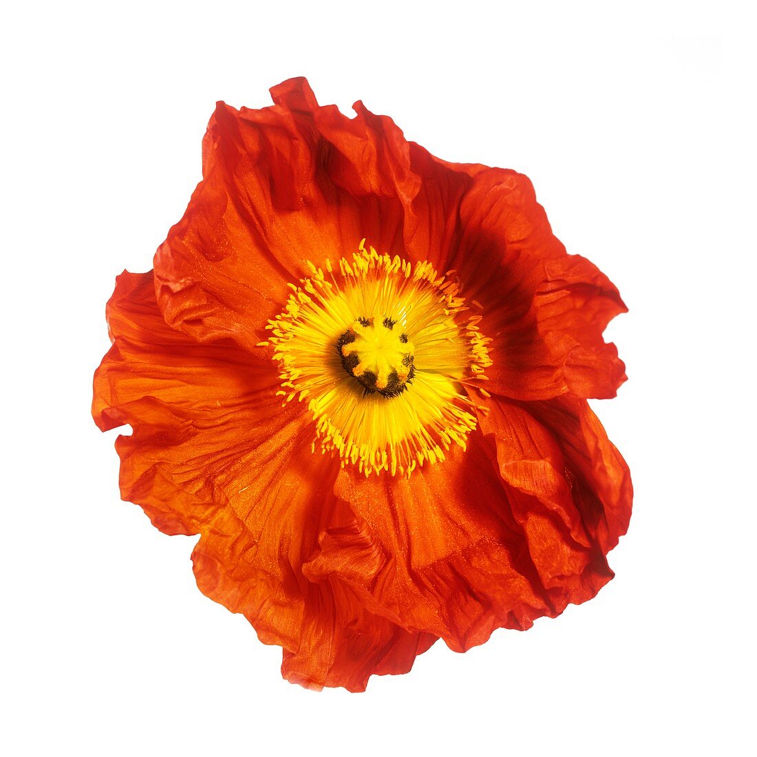 Poppy (Papaver sp.)