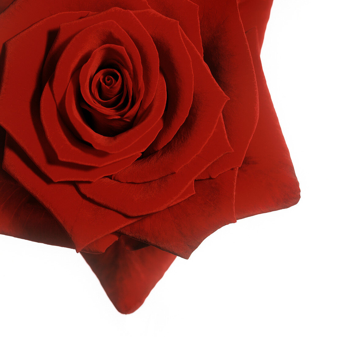 Red rose (Rosa 'Grand Prix')