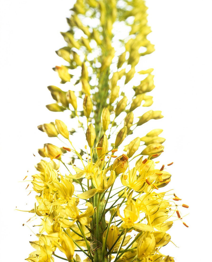 Foxtail lily (Eremurus bungei)