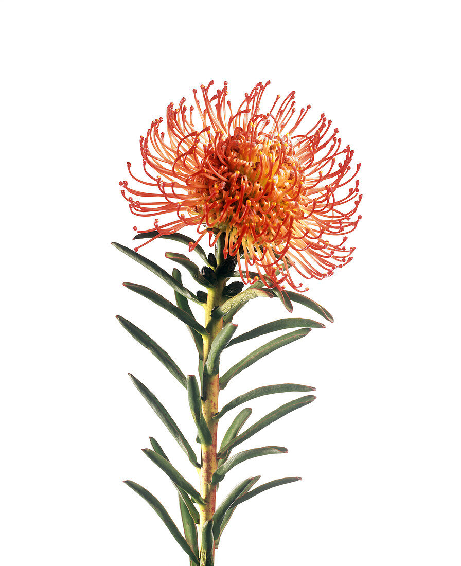 Pincushion flower (Leucospermum sp.)