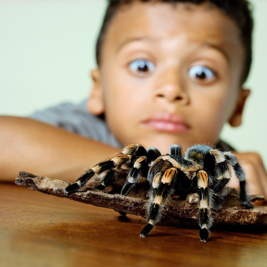 Boy with a tarantula