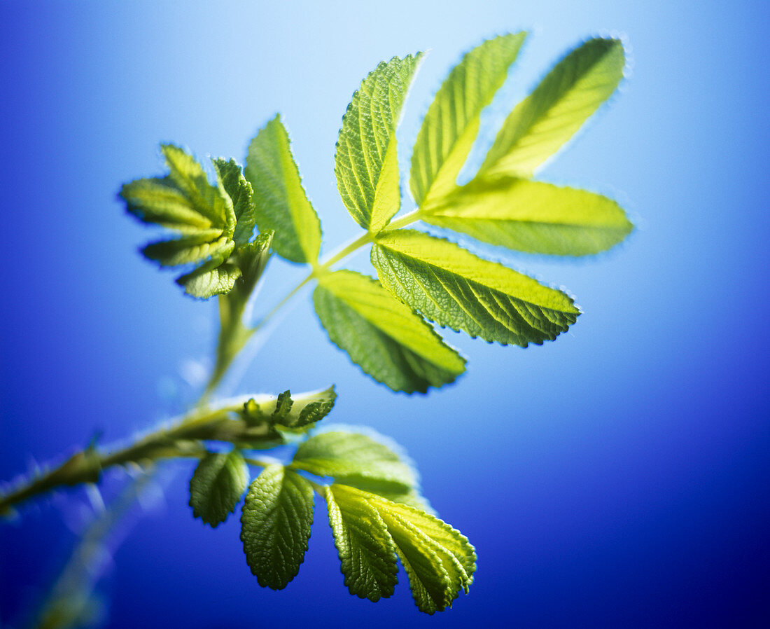 Young rose leaves