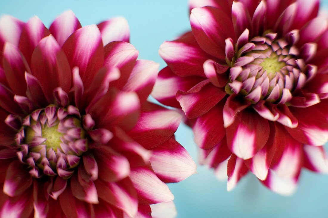 Dahlia flowers