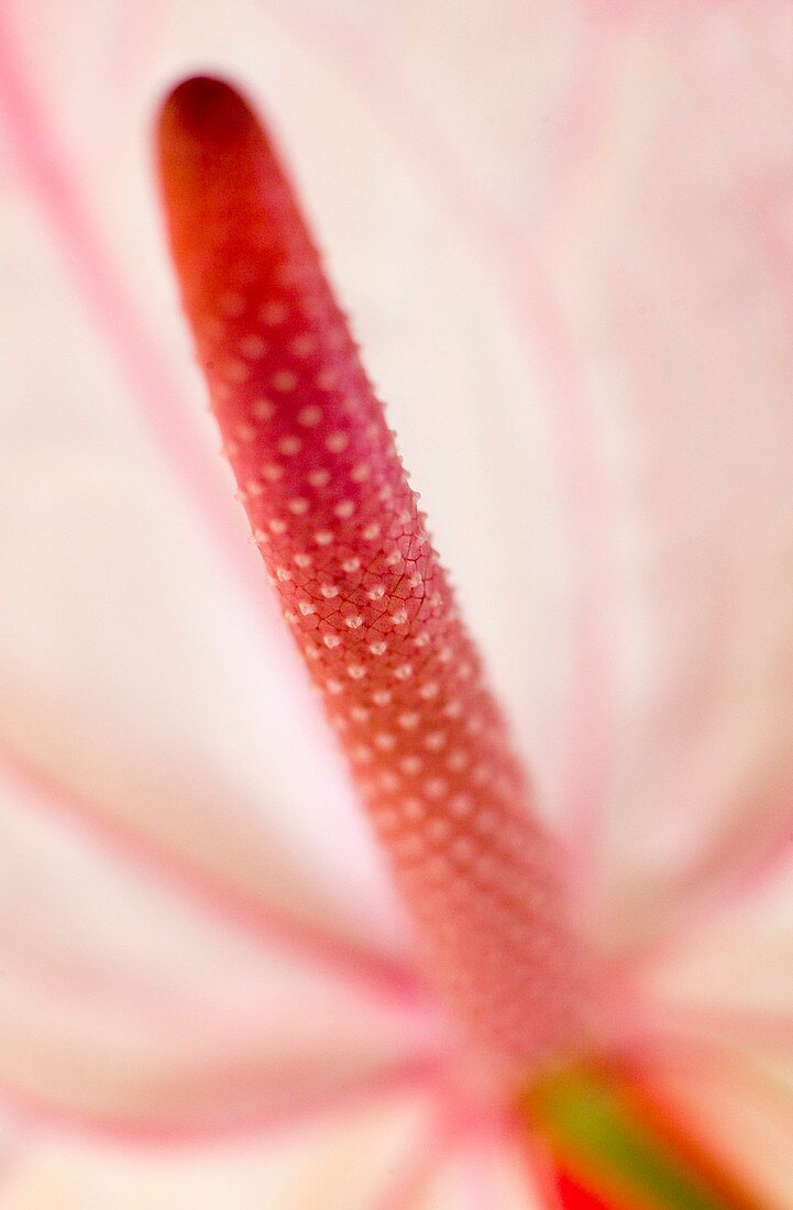Flamingo flower (Anthurium sp.)
