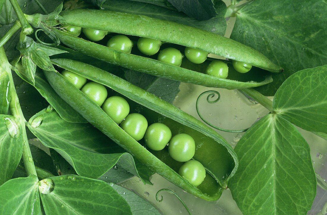 Two Pea Pods