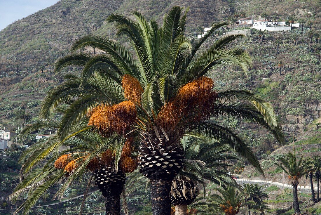 Date palms (Phoenix dactylifera)