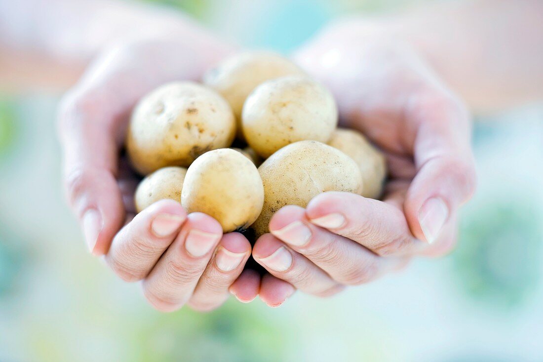 Harvested new potatoes