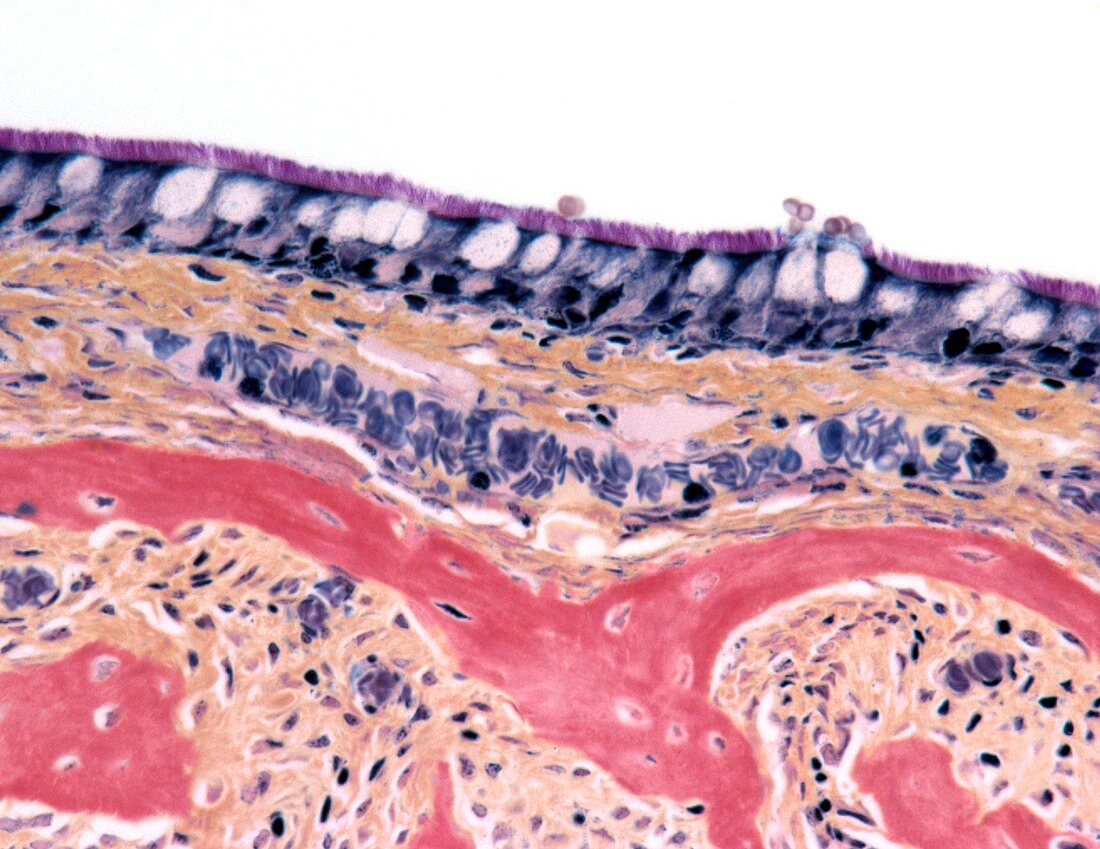 Nasal lining,light micrograph