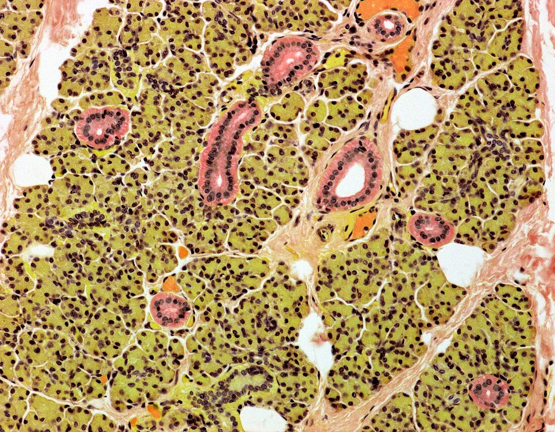 Parotid Salivary Glandlight Micrograph Bild Kaufen 11759500 Science Photo Library 8545