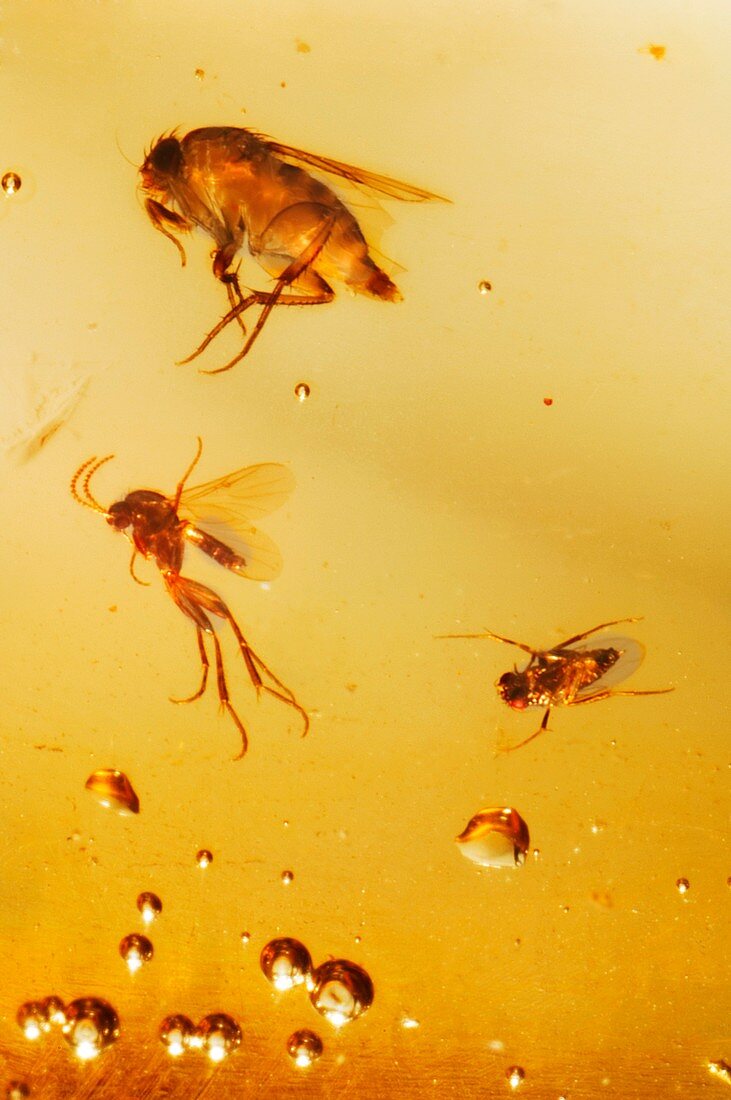 Insects fossilised in amber