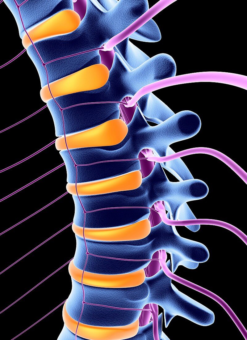 Spine and spinal nerves,computer artwork