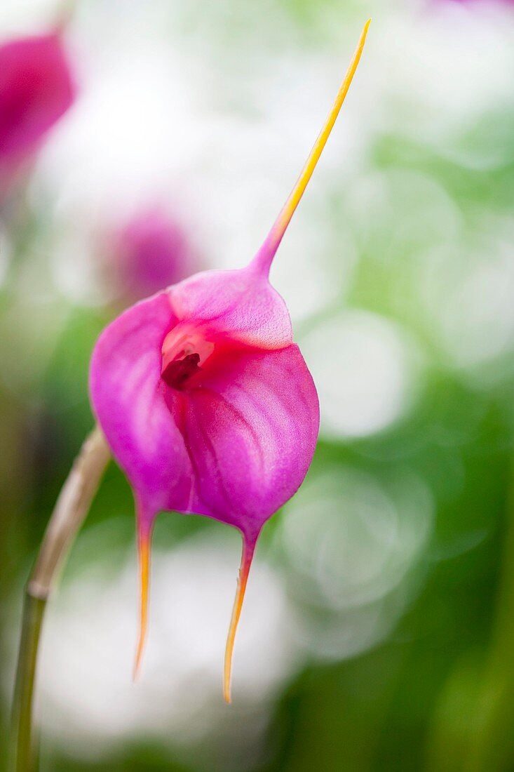 Orchid Masdevallia Geneva Royale