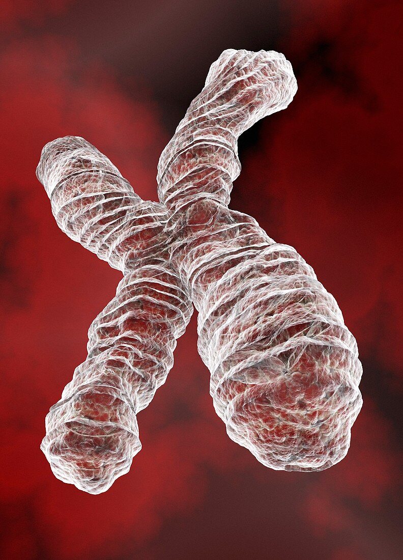 X chromosome