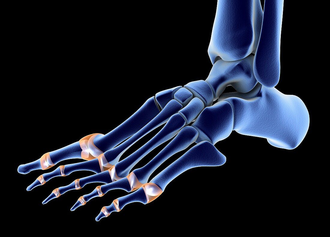The bones of the foot