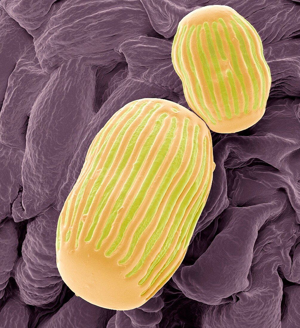 Milkwort pollen,SEM