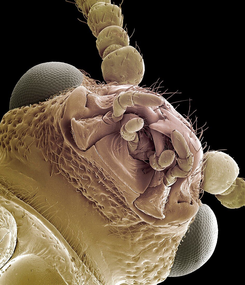 Asparagus beetle,SEM