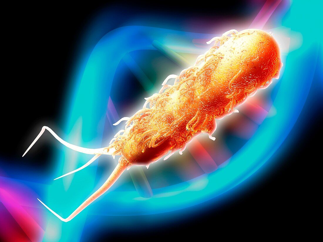 E coli bacterium,computer artwork