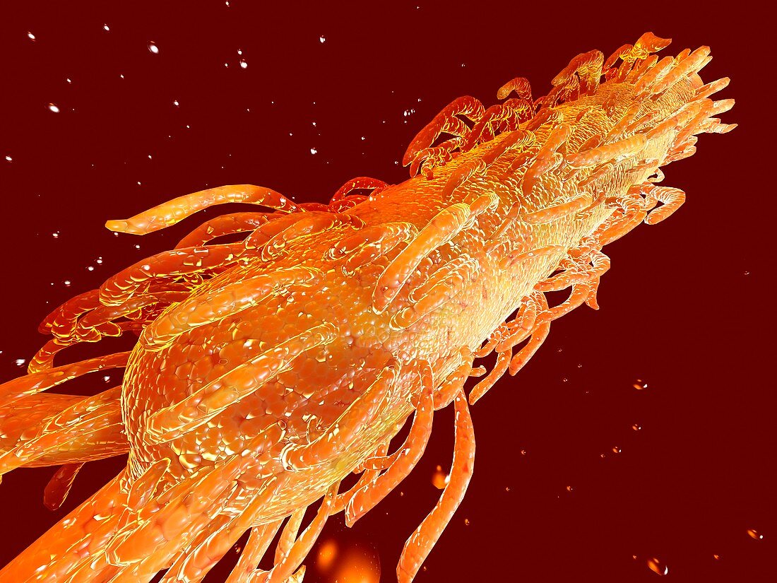 E coli bacterium,computer artwork