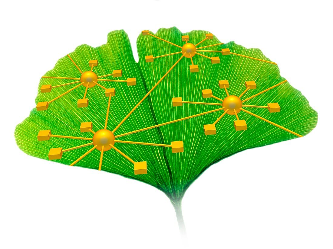 Ginkgo and network diagram