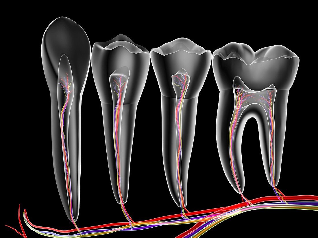 Teeth,cross section