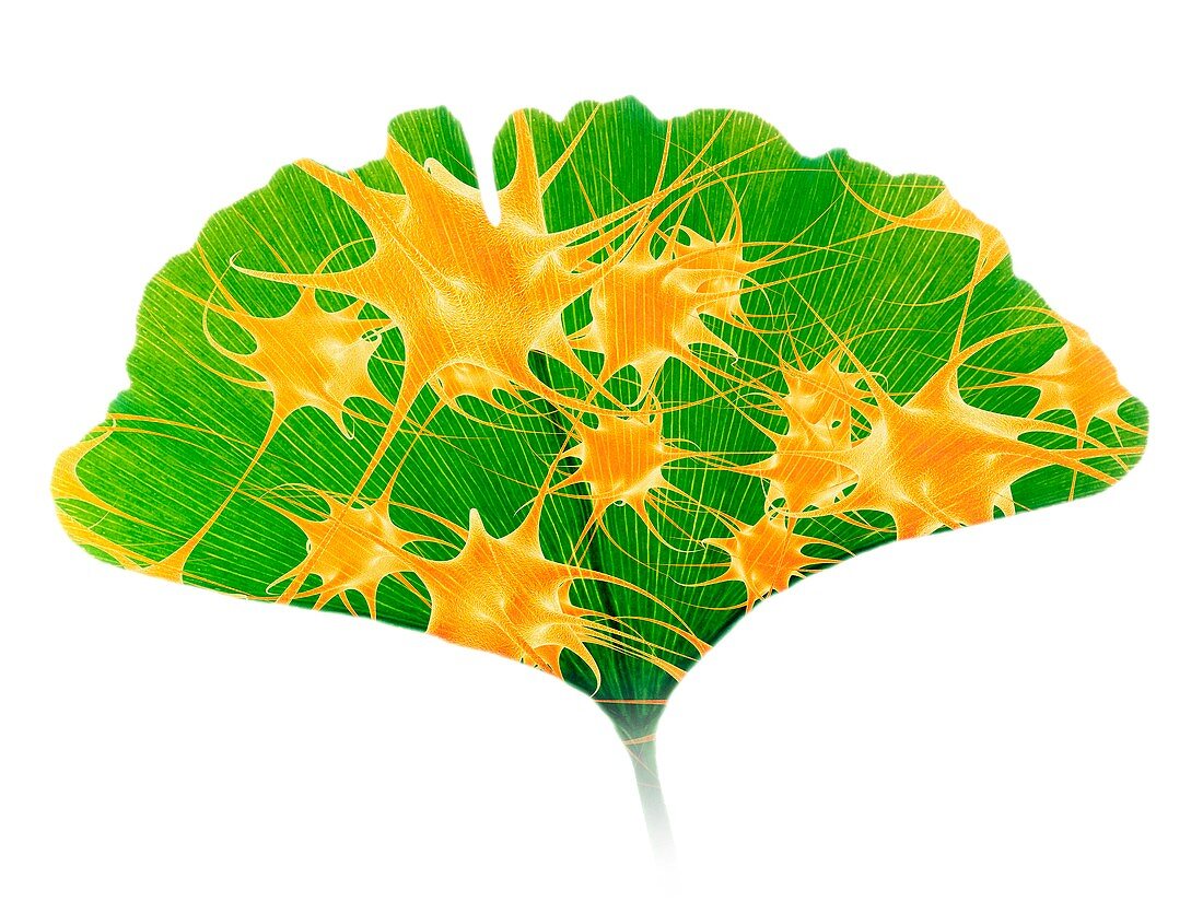 Ginkgo and nerve cells