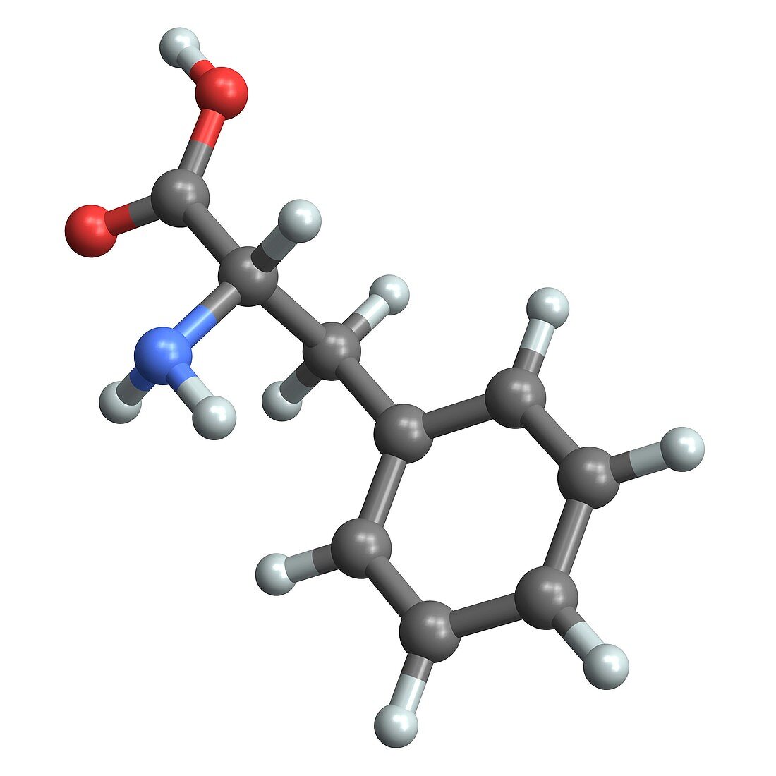 Phenylalanine,molecular model