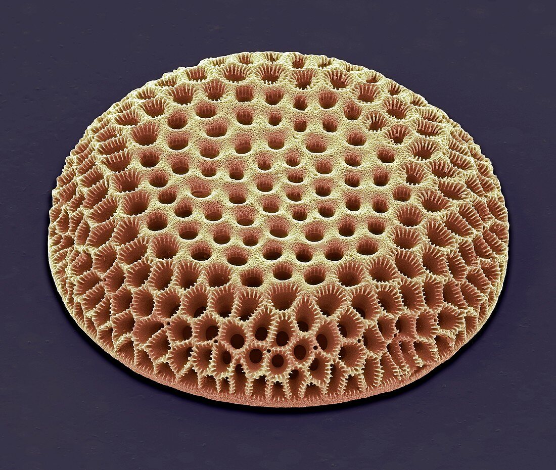 Diatom,SEM