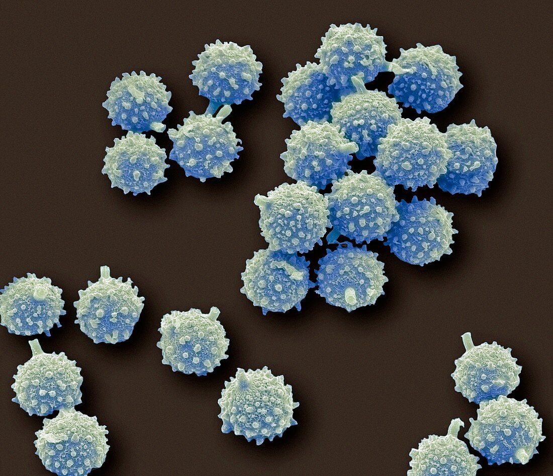 Puffball fungus spores,SEM