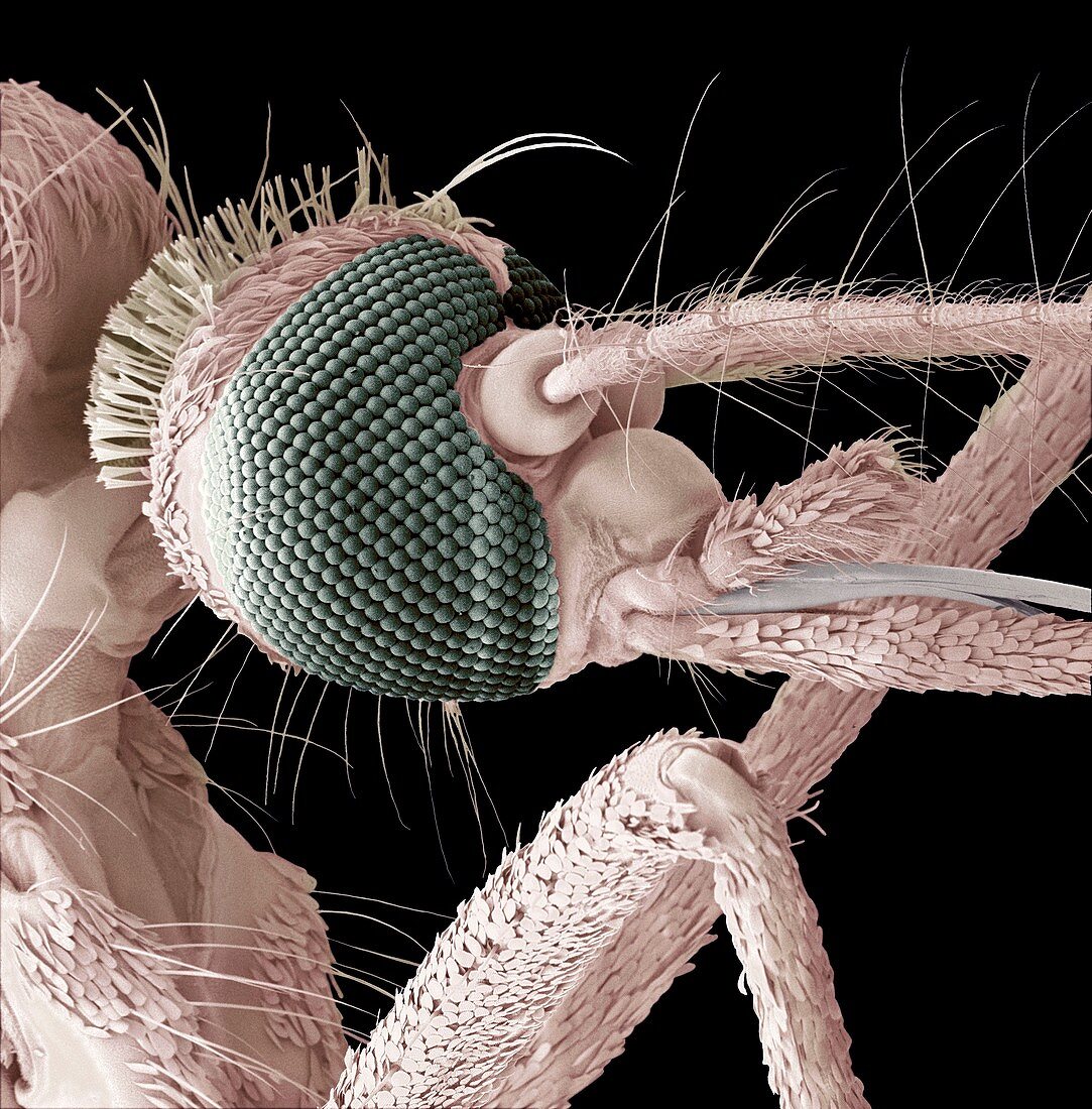 Mosquito head,SEM