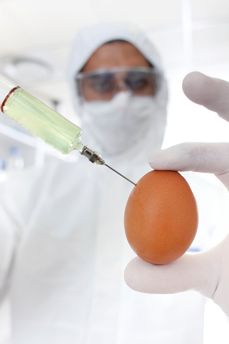 Genetically modified egg