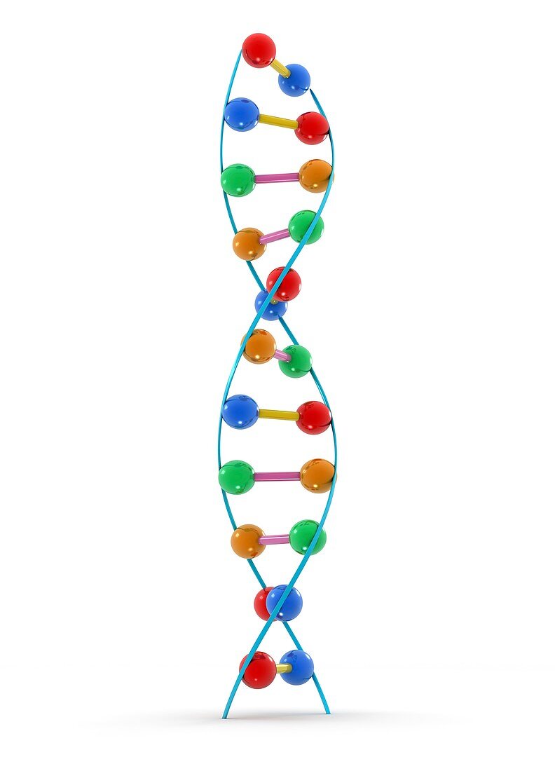 DNA molecule,artwork