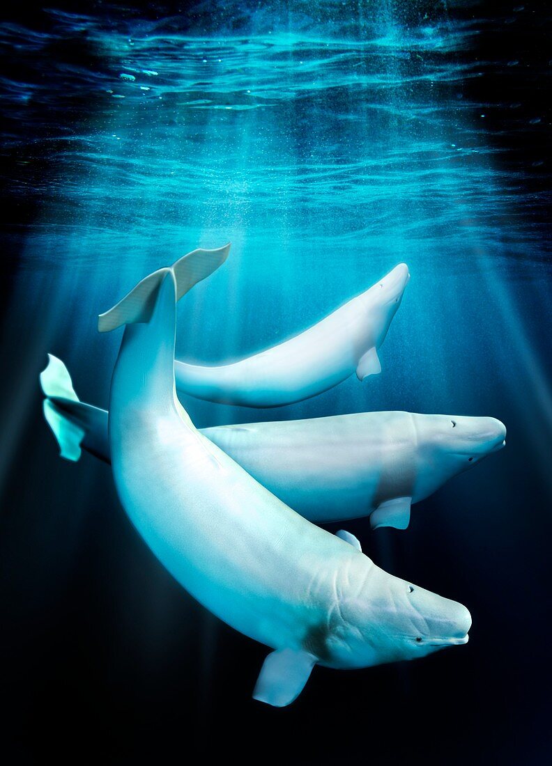 Beluga whales,artwork