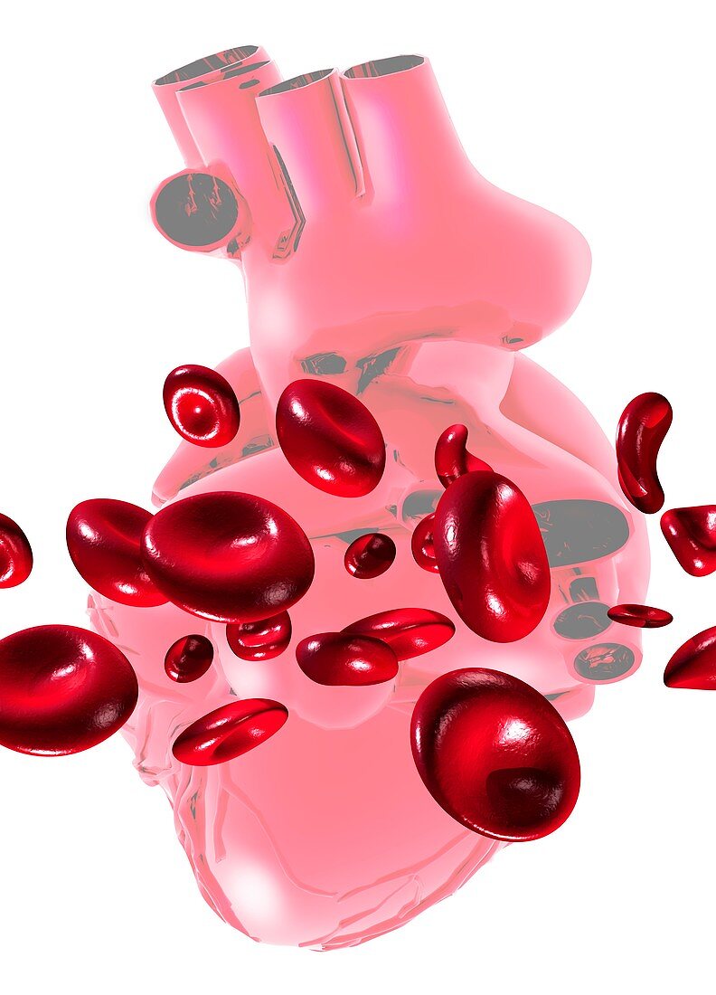 Red blood cells and heart,artwork