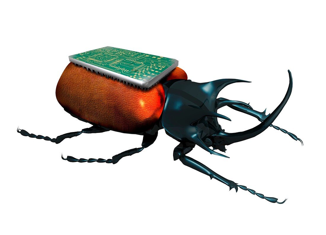 Insect spy,conceptual artwork