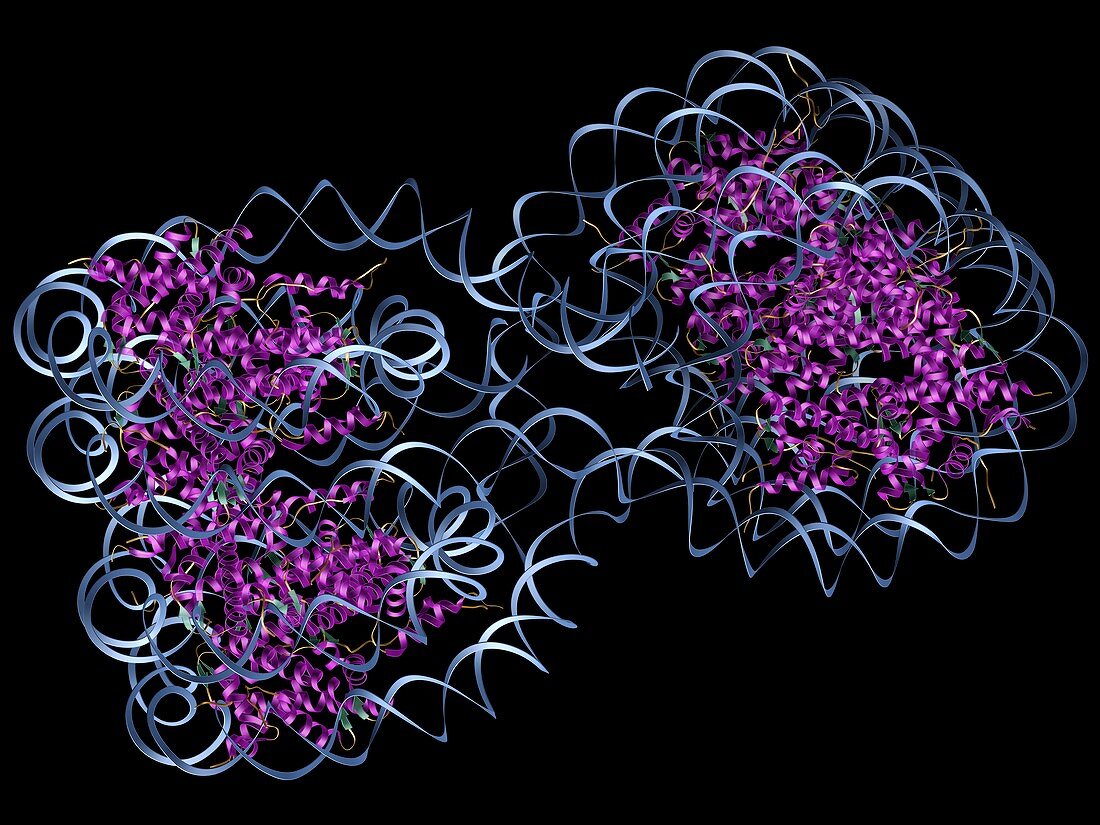 DNA nucleosomes,molecular model