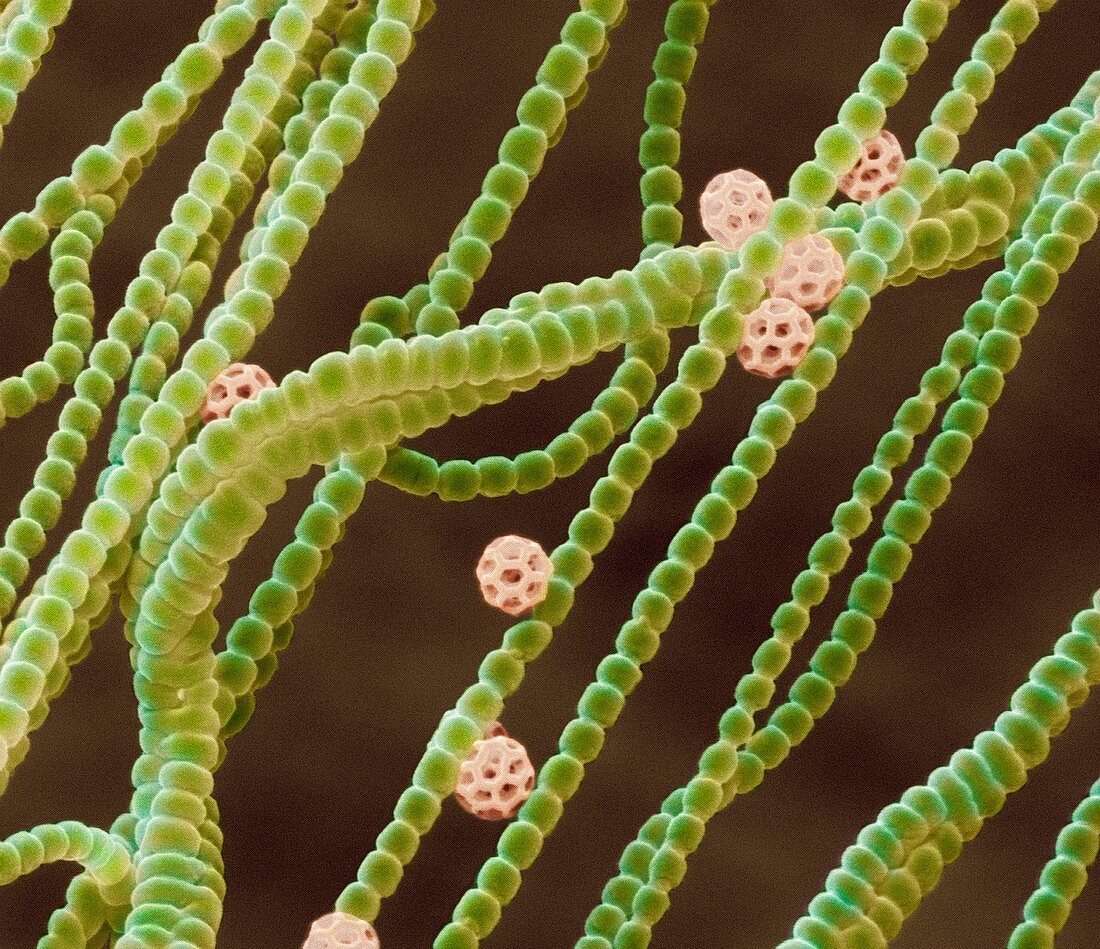 Pollen threads and brochosomes,SEM