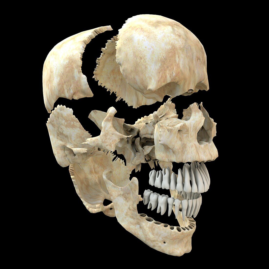 Disarticulated skull,computer artwork