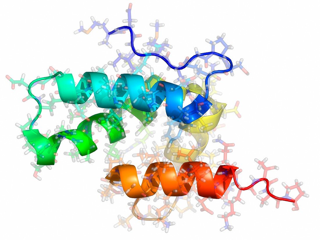 Rous sarcoma virus capsid protein