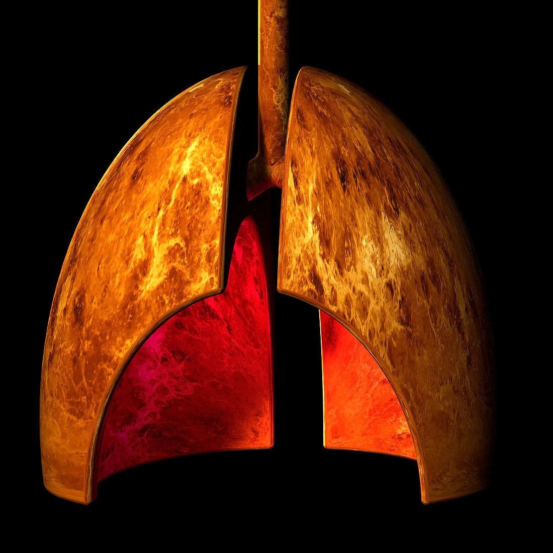 Human lungs,artwork