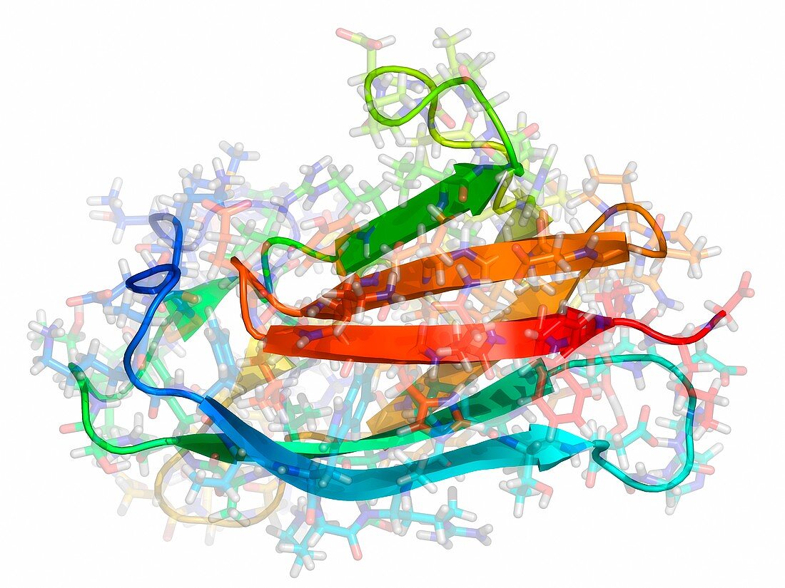 Omsk haemorrhagic fever virus protein